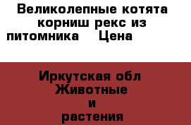 Великолепные котята корниш рекс из питомника. › Цена ­ 15 000 - Иркутская обл. Животные и растения » Кошки   